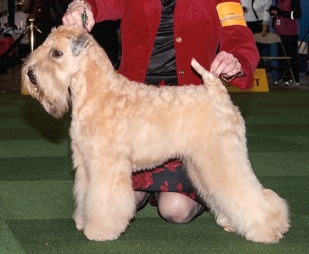 Greentree wheatens sales
